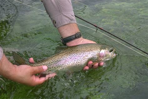 Top 10 tips for catch-and-release fishing • Outdoor Canada