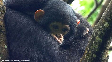 New Online Course on Chimpanzee Behavior & Conservation