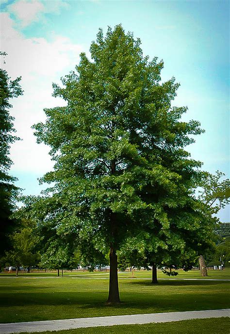 Pin Oak For Sale Online | The Tree Center