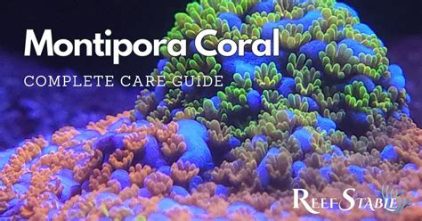 Montipora Care Guide