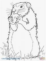 Gopher Coloring Page At GetColoringscom  Free Printable Colorings sketch template