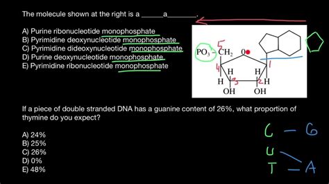 Chargaff's rule | Nucleotide naming - YouTube