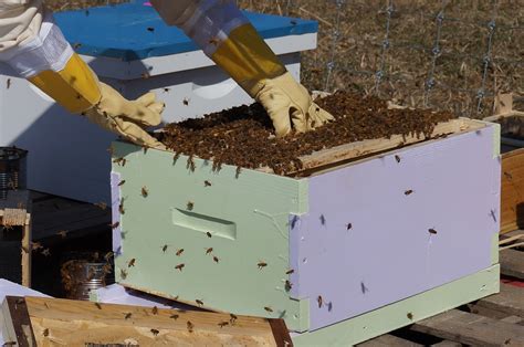 Beehive Boxes and Honey Supers - Complete Beehives