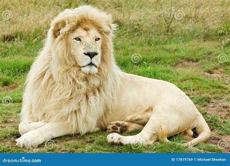 Male White Lion Royalty Free Stock Images - Image: 17819769