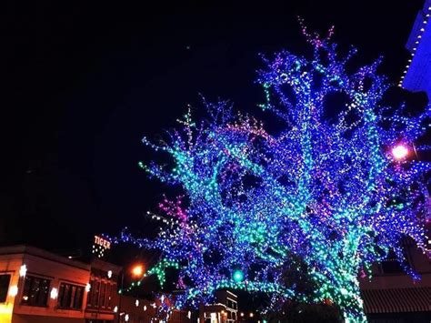 Magic Tree has been attracting visitors for 25 years | Central Missouri | columbiamissourian.com