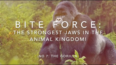 Bite Force: 7th Strongest, the Gorilla - YouTube