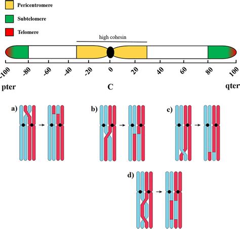 Diagram depicting meiotic crossovers in regions along a chromosome. The ...