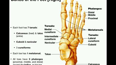 Anatomy | Specific Bones of the Feet - YouTube