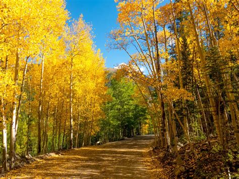 Aspen Trees in fall colors | Smithsonian Photo Contest | Smithsonian ...