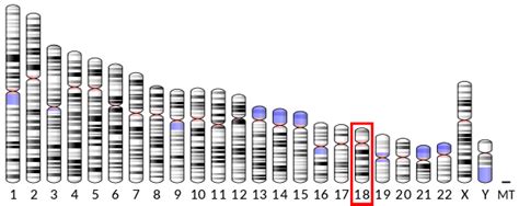 Basisk myelinprotein – Wikipedia