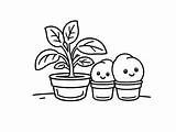 Potato Plant Coloring Sheet  Page sketch template
