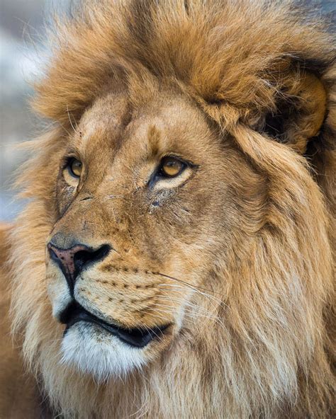 Portrait of a Lion | Lions photos, Lion pictures, Lion photography