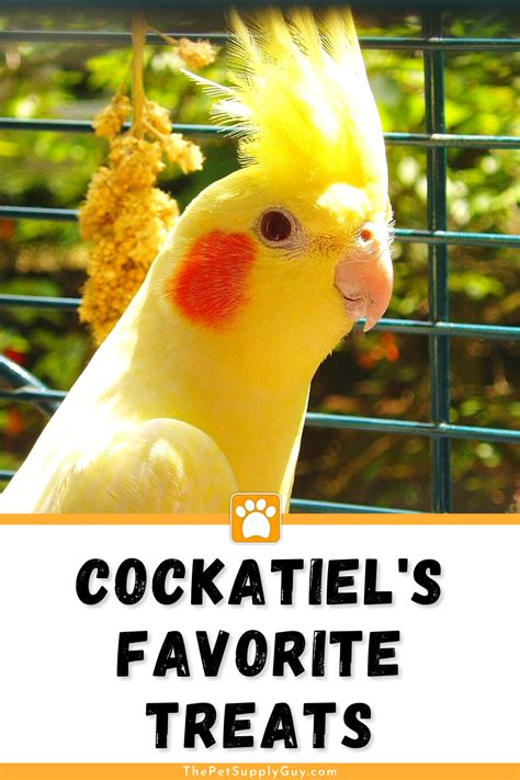 Cockatiel Care, Cockatiel Toys, Easy Dog Treats, Bird Treats, Bird Supplies, Pet Supplies Dog ...