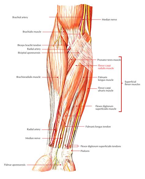 Easy Notes On 【Flexor Carpi Radialis】Learn in Just 3 Minutes!