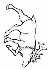 Elk coloring page  Free Printable pages Animals sketch template