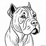 Cane Corso Coloring Page 54763 43323 sketch template