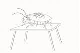 Cockroach Coloring Pages sketch template