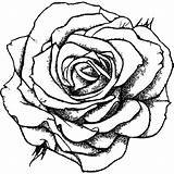 Beautiful Roses Coloring Page · Creative Fabrica sketch template