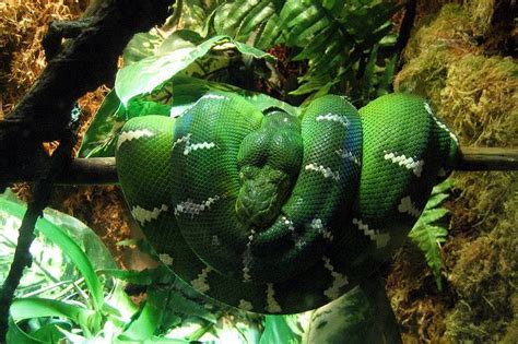 NYC - Brooklyn - Prospect Park Zoo: Animals in Our Lives - Emerald Tree Boa | Prospect park zoo ...