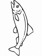 Salmon coloring pages sketch template