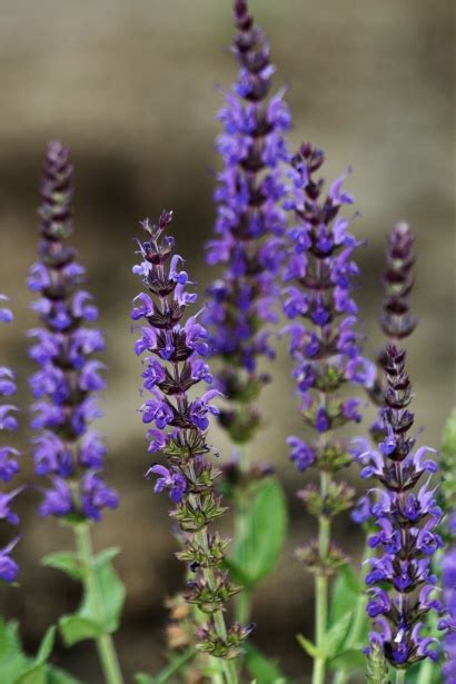 Blue Salvia Flowers Free Stock Photo - Public Domain Pictures