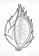 Coloring Pages  Dragon Fruit For Kids sketch template