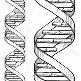 Dna Coloring Worksheet Helix Double Pages Science Genetics Answers  sketch template
