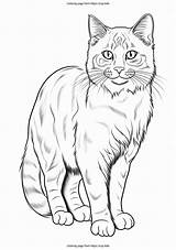 Realistic cat coloring Page From Zupkids sketch template