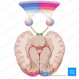 Optic chiasm: Anatomy and function | Kenhub