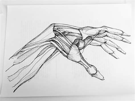 Human Anatomy Sketches :: Behance