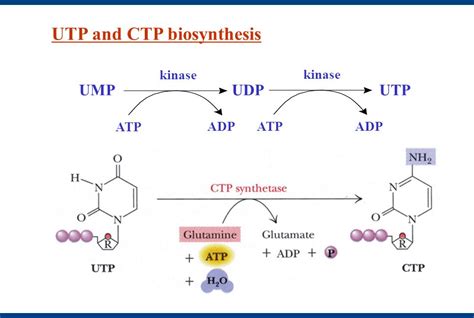 Pyrimidine Synthesis Pathway: Synthesis of pyrimidine derivatives