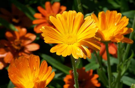 Orange Flowers Free Stock Photo - Public Domain Pictures