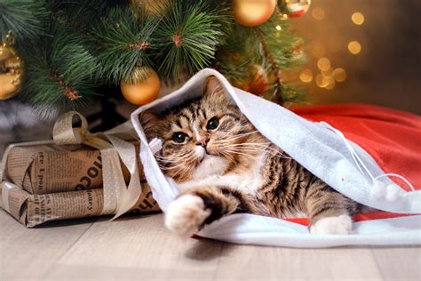 11 Hidden Holiday Dangers to Keep Your Cat Safe From This Christmas ...