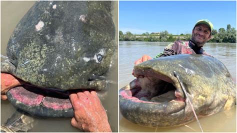 World's Largest 800-Pound Giant Catfish сарtᴜгed, Requires More Than 5 ...