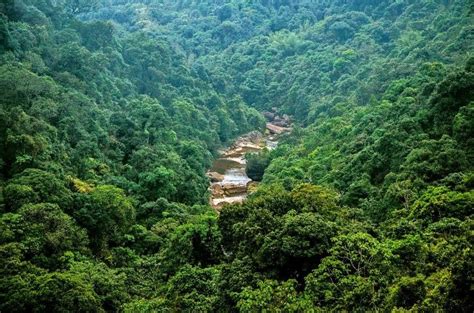 india forest cover:Only 24.49 Per Cent Of India Is Under Forest, Tree ...