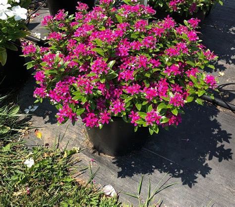 22 Best Types of Vincas | Madagascar Periwinkle Varieties