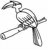 Hornbill Coloring Pages  Free Printable For Kids sketch template
