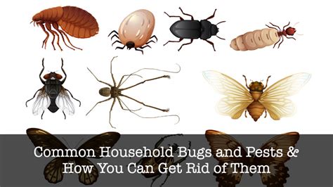 17 Common Household Bugs and Pests