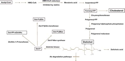 Synthesis of dolichol. Dolichol (Dol) is a large polyisoprenyl lipid ...