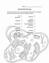 Animal Cell Coloring And Labeling Worksheet Answers sketch template