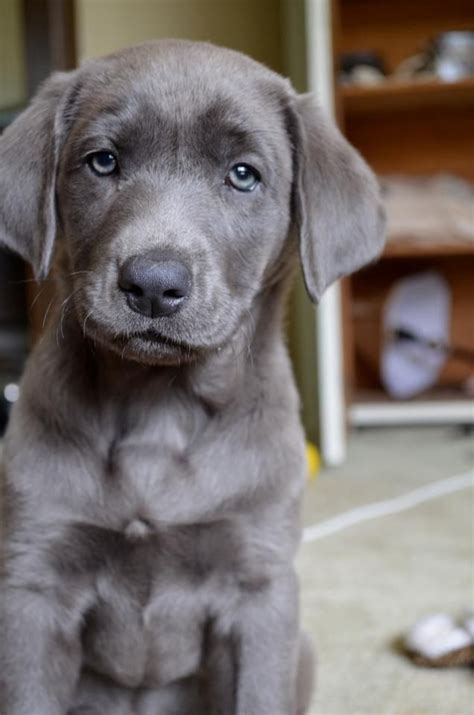 Silver lab :) beautiful | Puppies