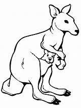Kangaroo Coloring Page sketch template