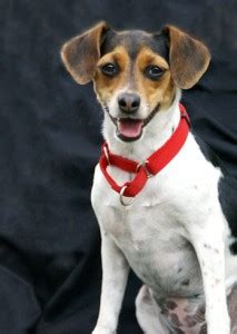 Raggle (Rat Terrier X Beagle Mix) Info, Temperament, Training, Pictures