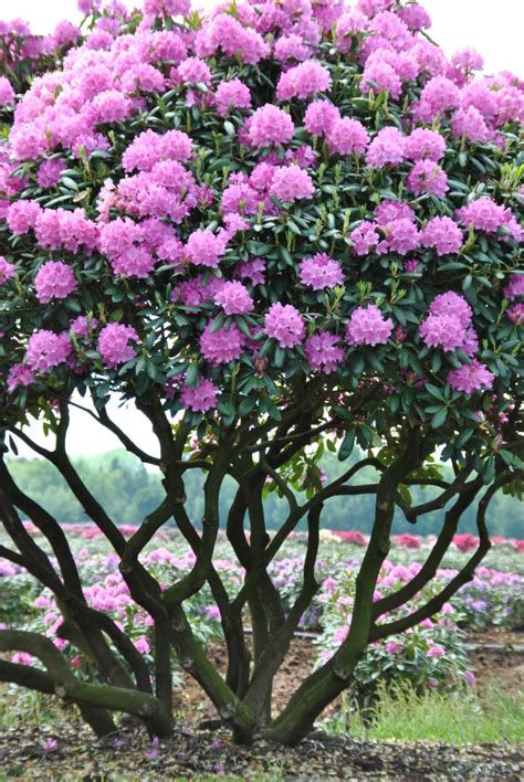 Rhododendron 'English Roseum' | Rhododendron 'English Roseum' - Van den Berk Nurseries