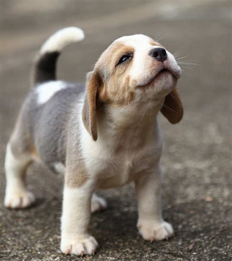 Different Type Of Beagles - Bleumoonproductions