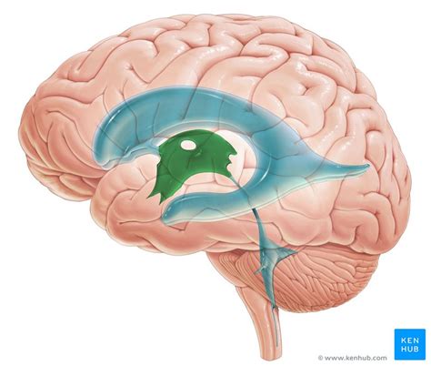 Choroid plexus: Anatomy, histology and clinical aspects | Kenhub