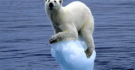 Polar bear clings on tight as the iceberg he's resting on melts away ...