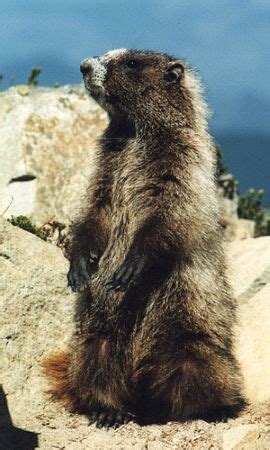 Marmot Characteristics, Size & Behavior | Study.com