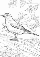 American Robin coloring page  Free Printable Coloring Pages sketch template