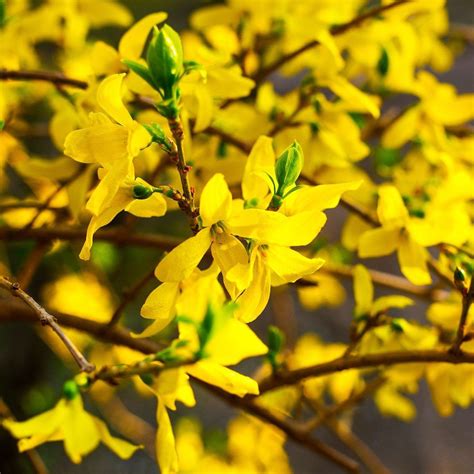 Forsythia Seeds (Forsythia suspensa) | Garden shrubs, Shrubs, Forsythia